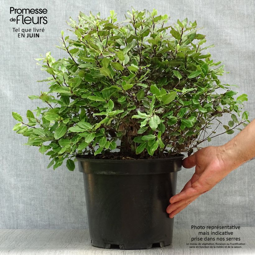 Exemplaar van Pittosporum tenuifolium Tom Thumb - Australische laurier Pot van 6 l/7 l zoals geleverd in de zomer