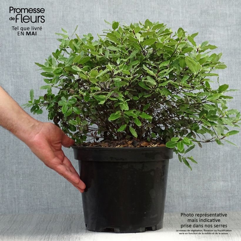 Exemplaar van Pittosporum tenuifolium Tom Thumb - Australische laurier Pot van 6 l/7 l zoals geleverd in de lente
