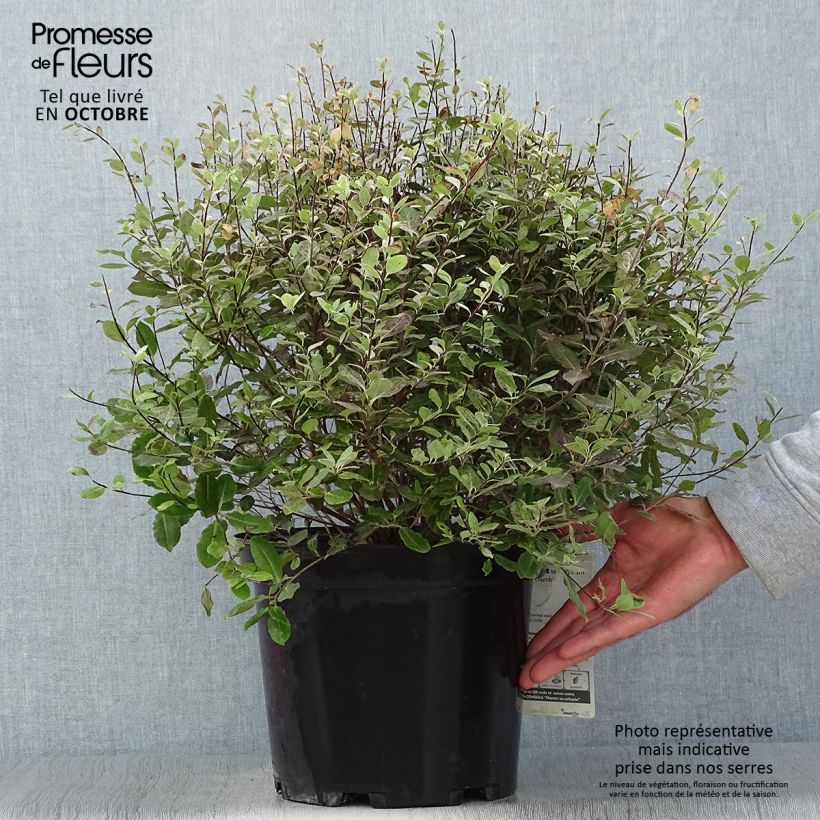 Exemplaar van Pittosporum tenuifolium Tom Thumb - Australische laurier Pot van 6 l/7 l zoals geleverd in de herfst