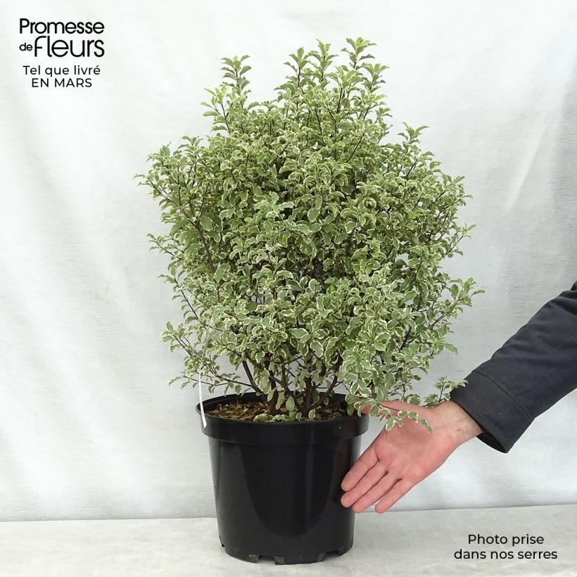 Exemplaar van Pittosporum tenuifolium Variegatum - Australische laurier Pot van 7,5 l/10 l zoals geleverd in de lente
