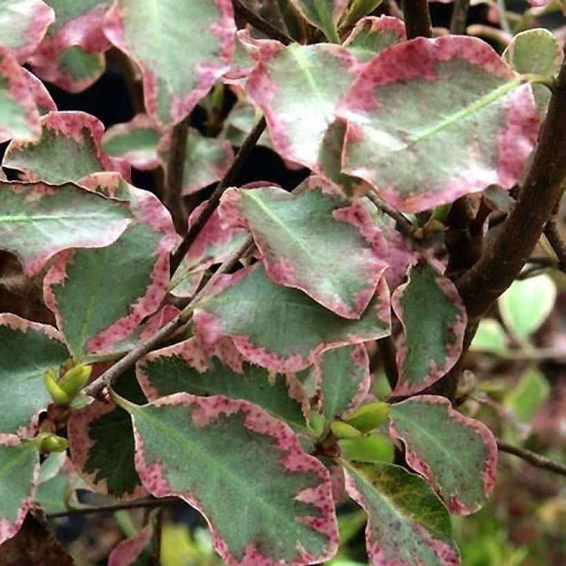 Pittosporum tenuifolium Victoria - Australische laurier (Foliage)