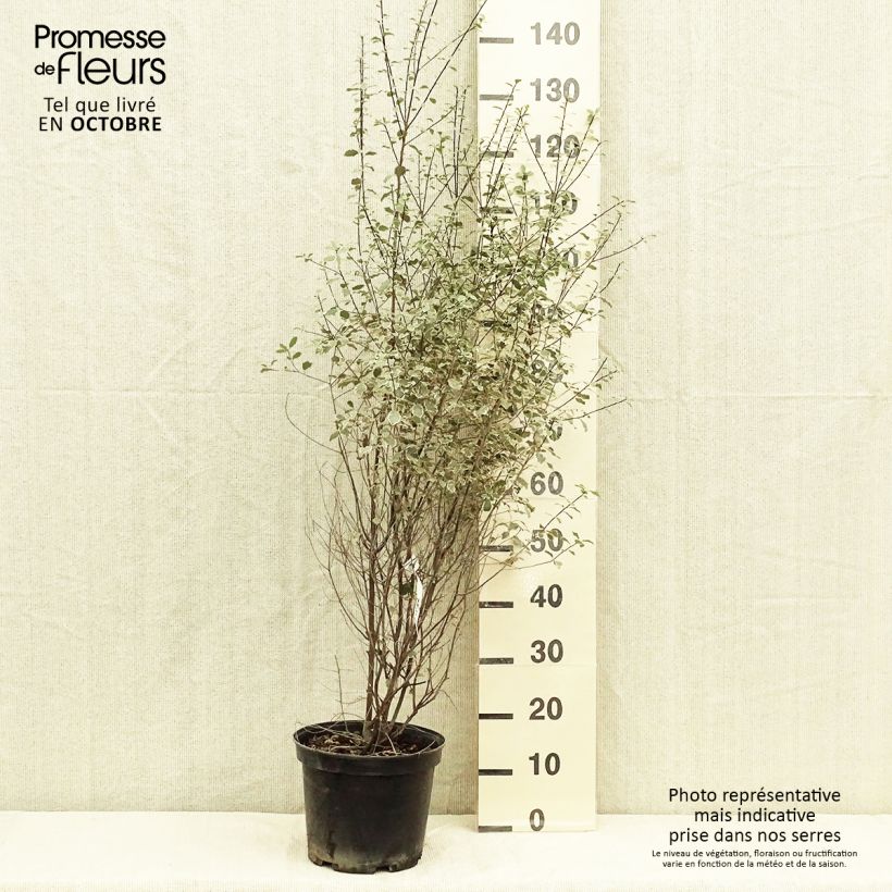 Exemplaar van Pittosporum tenuifolium Victoria - Australische laurier Pot van 4 l/5 l zoals geleverd in de herfst