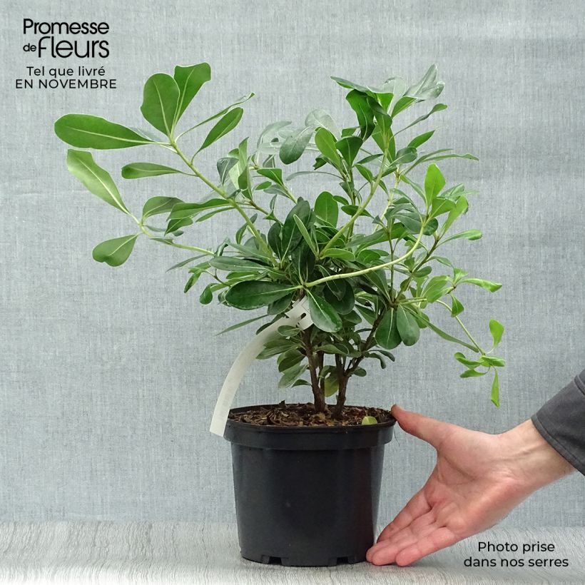 Exemplaar van Pittosporum tobira - Kleefzaad Pot van 2 l/3 l zoals geleverd in de herfst