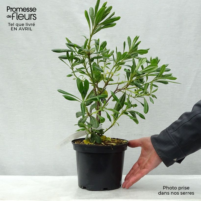 Exemplaar van Pittosporum tobira - Kleefzaad Pot van 2 l/3 l zoals geleverd in de lente