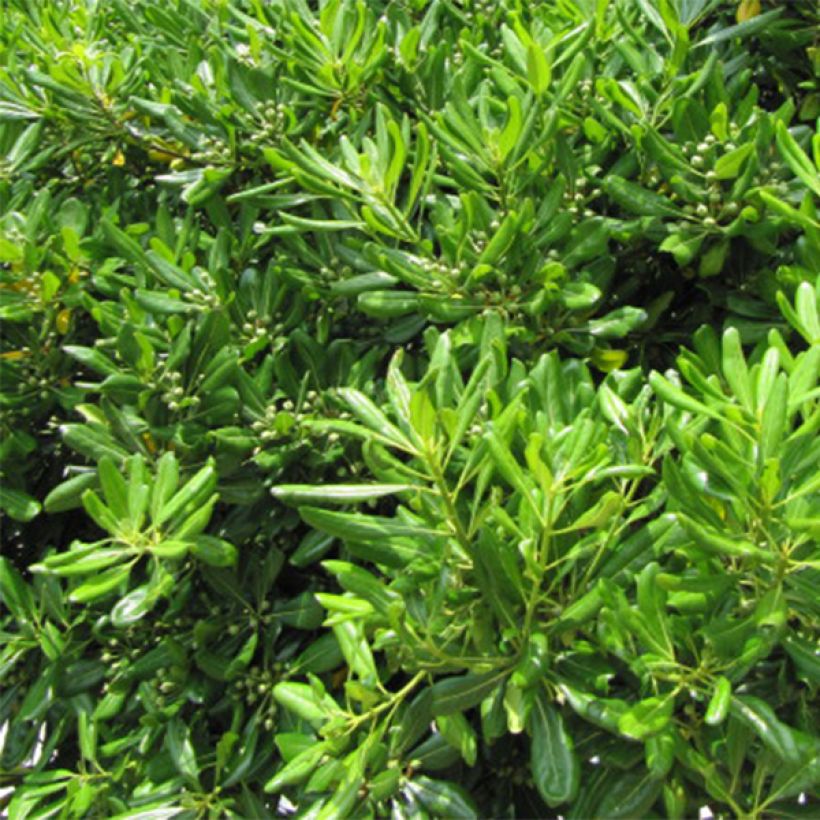 Pittosporum tobira - Kleefzaad (Blad)