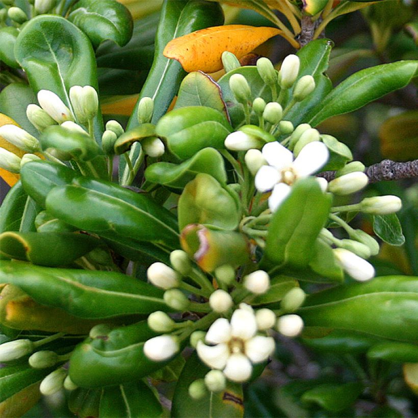 Pittosporum tobira - Kleefzaad (Bloei)
