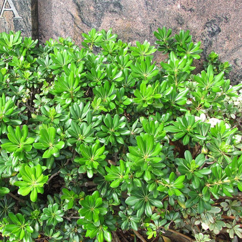 Pittosporum tobira - Kleefzaad (Groeiplaats)