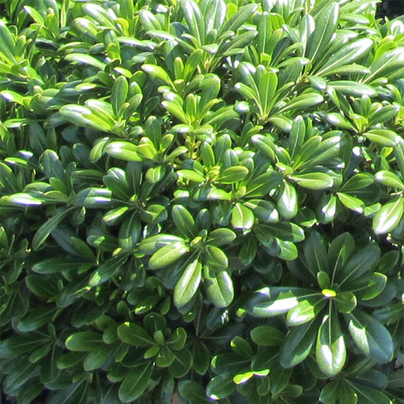 Pittosporum tobira Nanum - Kleefzaad (Foliage)