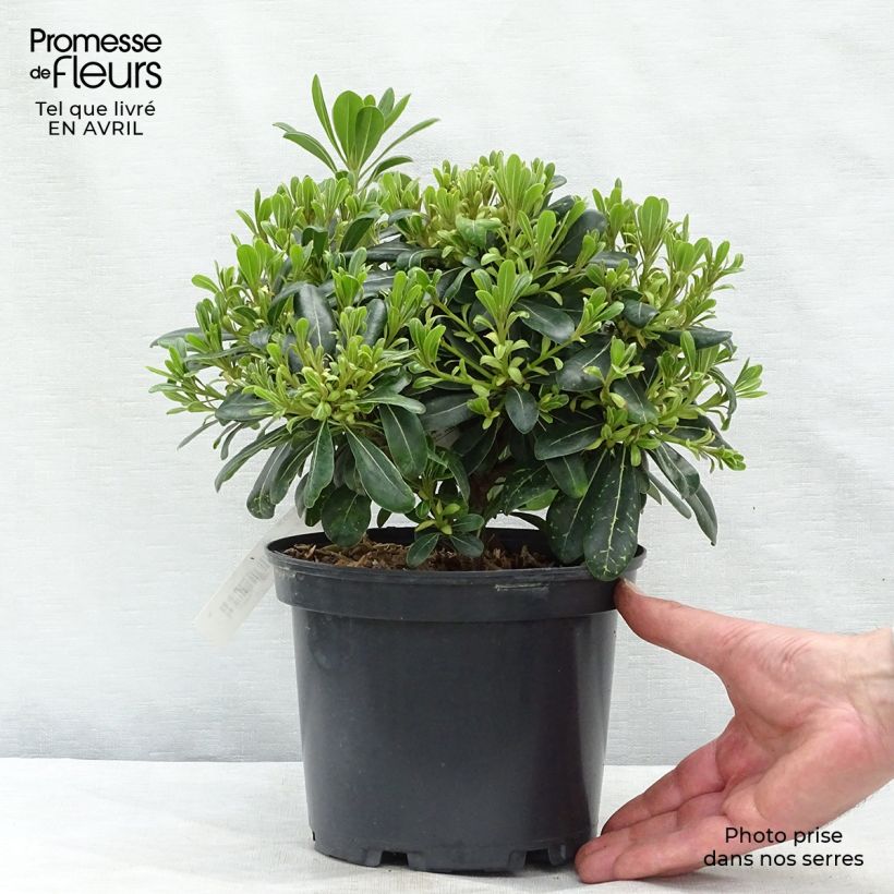 Example of Pittosporum tobira Nanum - Kleefzaad Pot van 2 l/3 l as you get in printemps