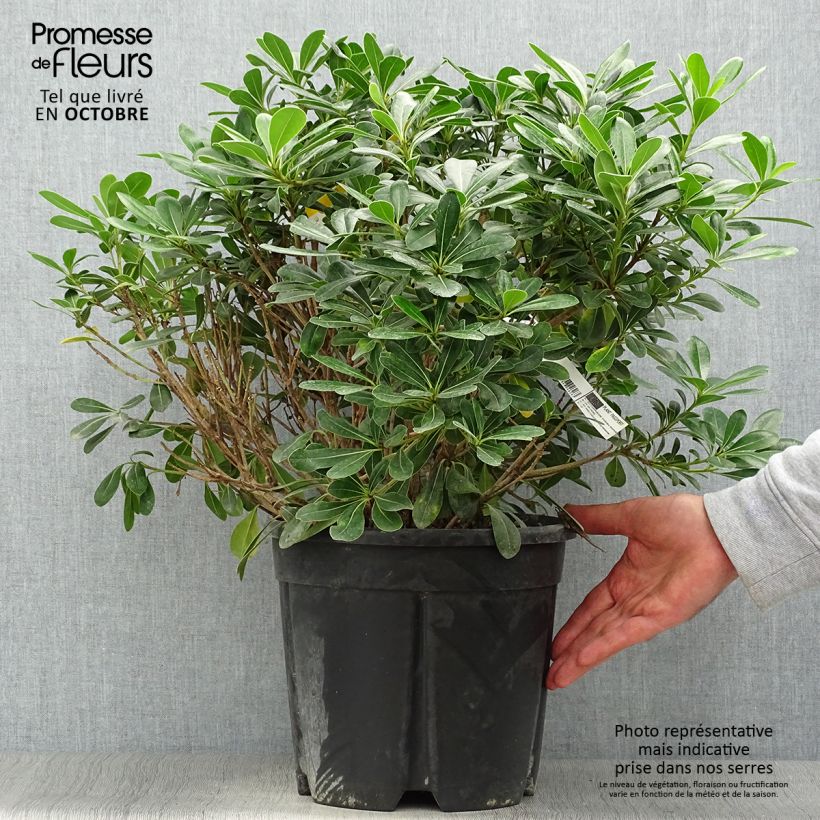 Exemplaar van Pittosporum tobira Nanum - Kleefzaad Pot van 7,5 l/10 l zoals geleverd in de herfst