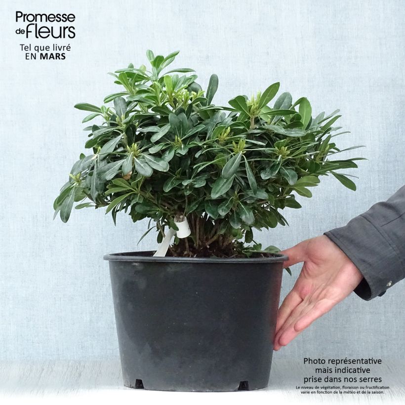 Example of Pittosporum tobira Nanum - Kleefzaad Pot van 7,5 l/10 l as you get in printemps