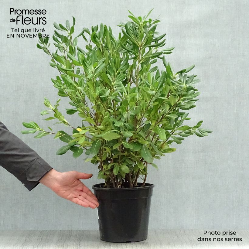 Exemplaar van Pittosporum tobira - Kleefzaad Pot van 7,5 l/10 l zoals geleverd in de herfst