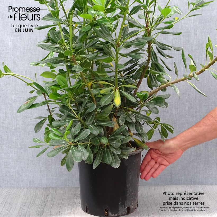 Exemplaar van Pittosporum tobira - Kleefzaad Pot van 7,5 l/10 l zoals geleverd in de zomer