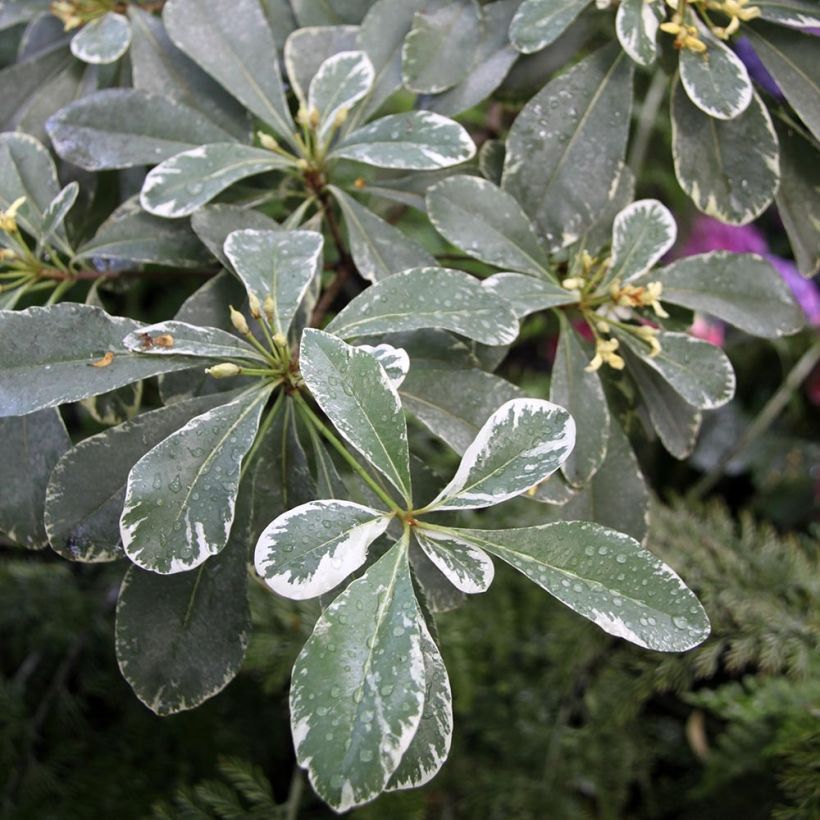Pittosporum tobira Variegatum - Kleefzaad (Blad)