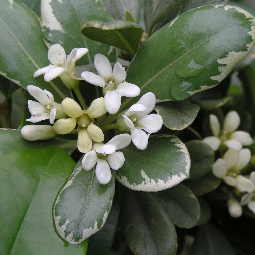 Pittosporum tobira Variegatum - Kleefzaad (Bloei)