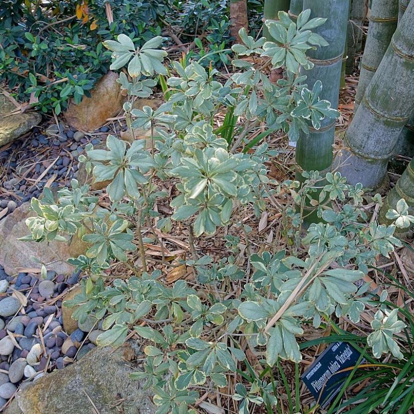 Pittosporum tobira Variegatum - Kleefzaad (Groeiplaats)