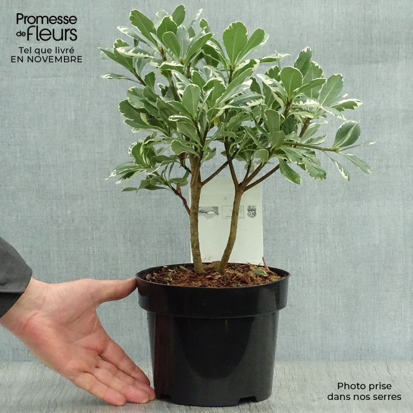 Exemplaar van Pittosporum tobira Variegatum - Kleefzaad Pot van 2 l/3 l zoals geleverd in de herfst