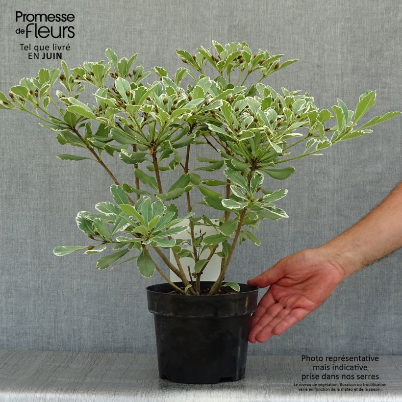 Exemplaar van Pittosporum tobira Variegatum - Kleefzaad Pot van 2 l/3 l zoals geleverd in de zomer