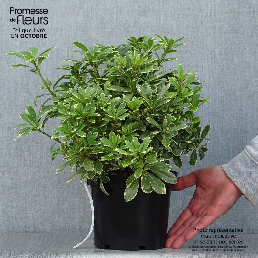 Exemplaar van Pittosporum tobira Neige du mont Ventoux - Kleefzaad Pot van 3 l/4 l zoals geleverd in de herfst