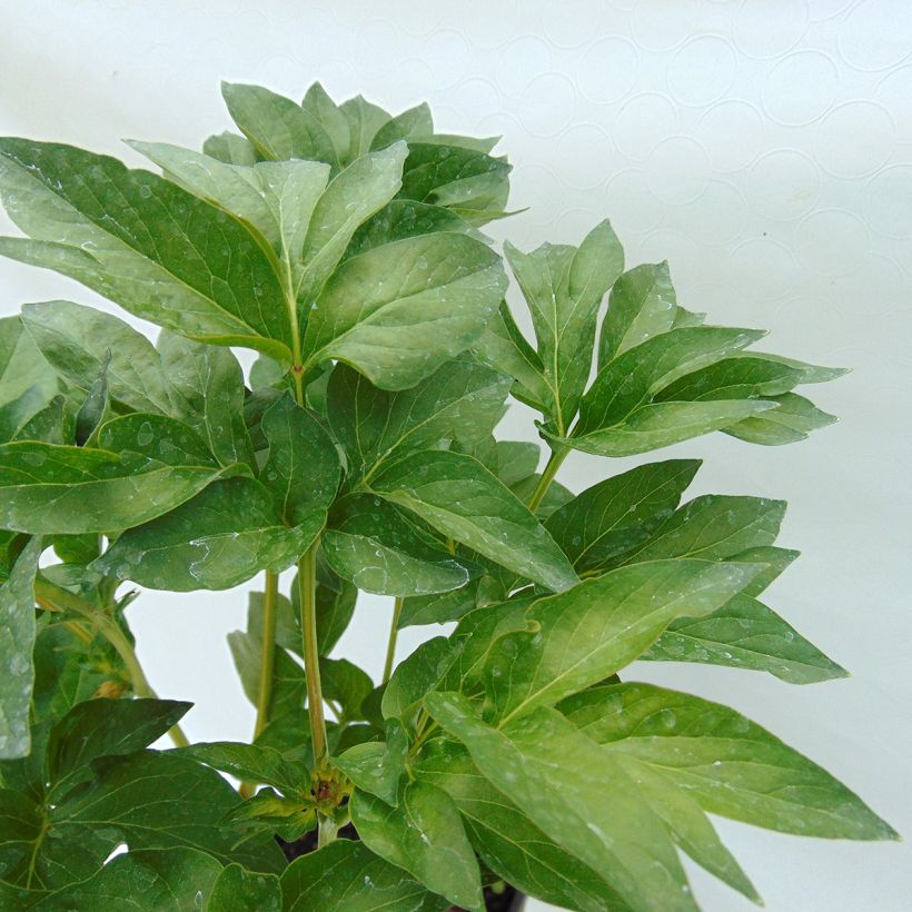 Paeonia Blaze - Pioen (Blad)