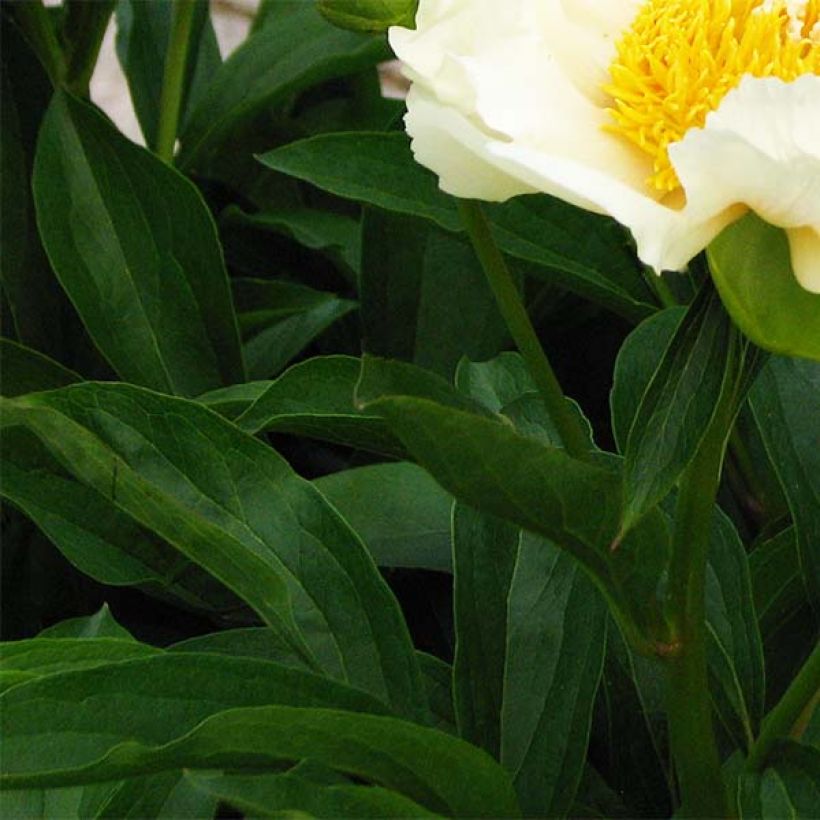 Paeonia lactiflora Claire de Lune - Pioenroos (Blad)