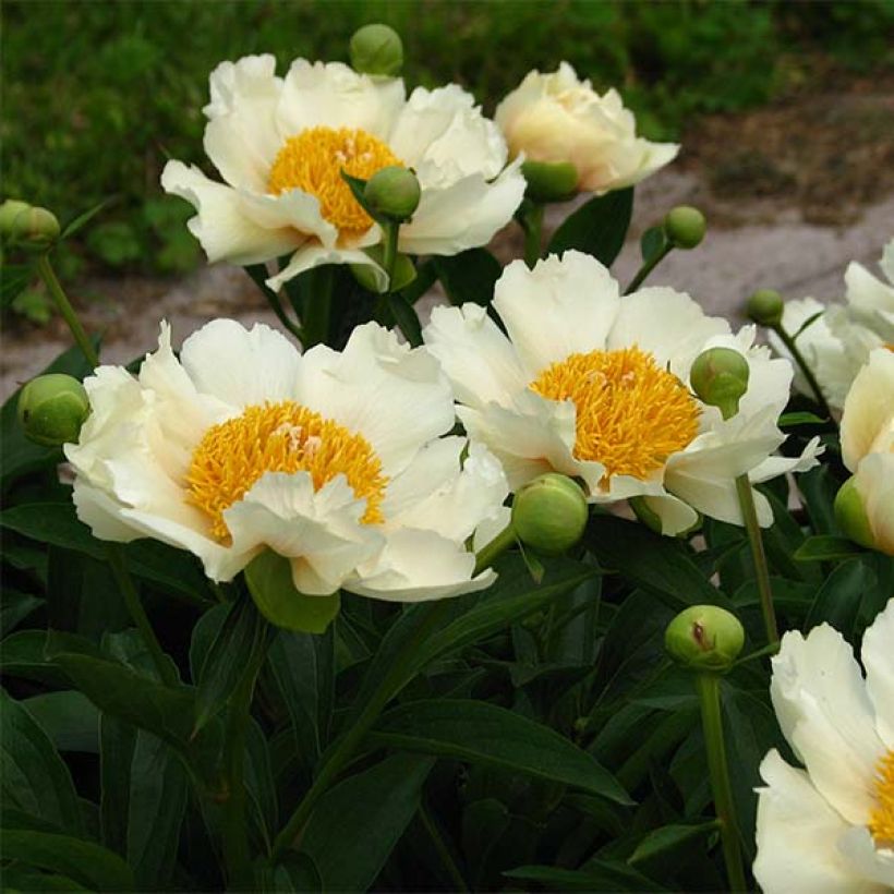Paeonia lactiflora Claire de Lune - Pioenroos (Bloei)