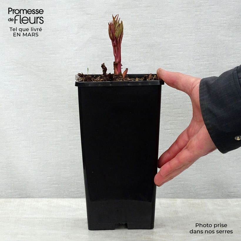 Exemplaar van Paeonia lactiflora Claire de Lune - Pioenroos Pot van 3 l/4 l zoals geleverd in de lente