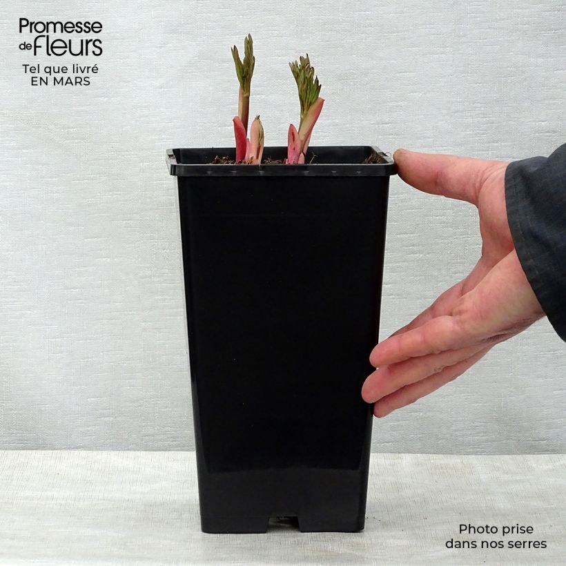 Exemplaar van Paeonia Flame - Pioenroos Pot van 3 l/4 l zoals geleverd in de lente