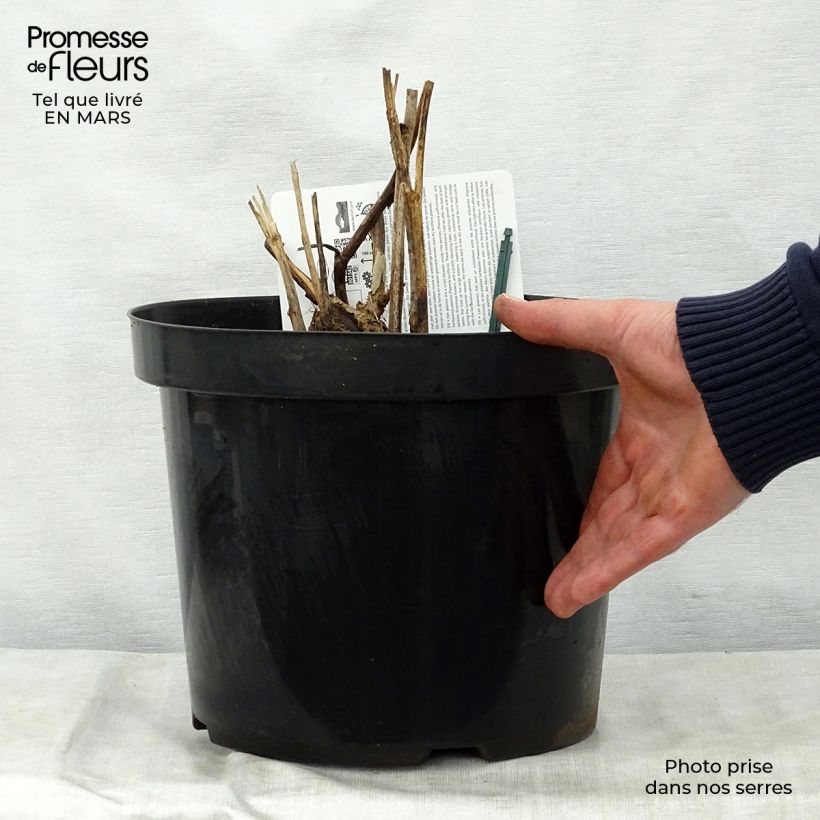 Exemplaar van Paeonia Itoh Bartzella - Itoh-pioen Pot van 7,5 l/10 l zoals geleverd in de lente