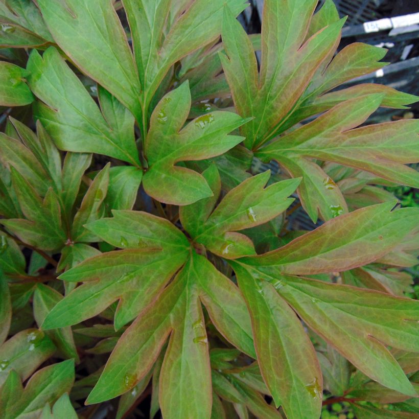 Paeonia Itoh Callies Memory - Itoh-pioen (Blad)