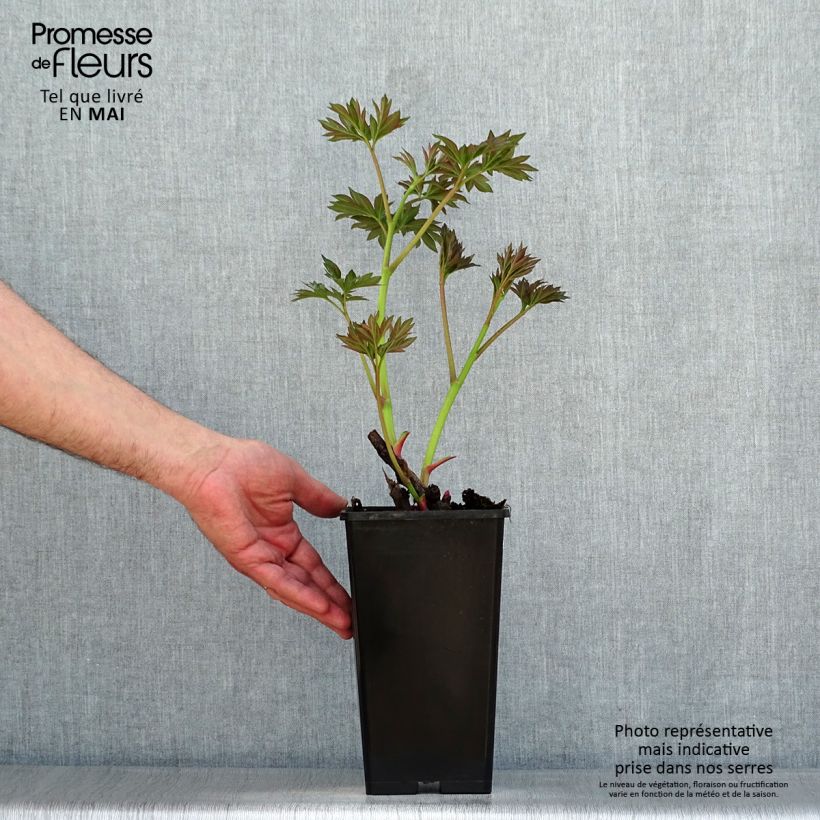 Exemplaar van Paeonia Itoh Callies Memory - Itoh-pioen Pot van 3 l/4 l zoals geleverd in de lente