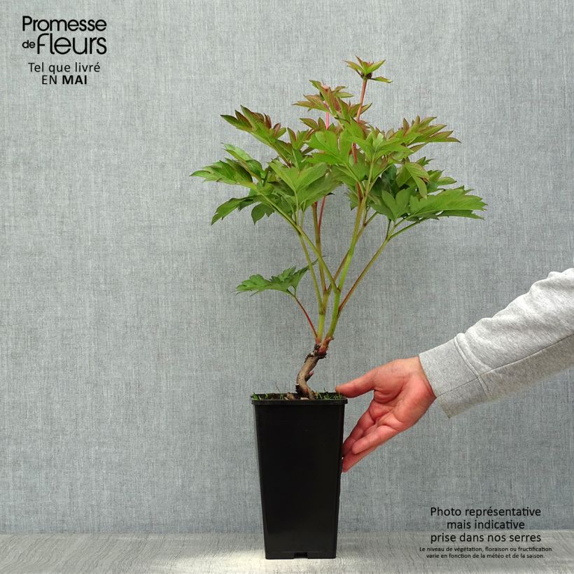 Exemplaar van Paeonia Itoh Garden Treasure - Itoh-pioen Pot van 4 l/5 l zoals geleverd in de lente