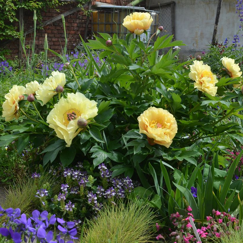 Paeonia Itoh Garden Treasure - Itoh-pioen (Groeiplaats)