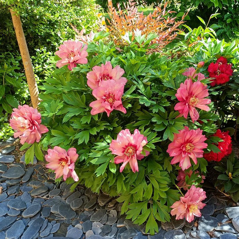 Paeonia Itoh Hillary - Itoh-pioen (Groeiplaats)