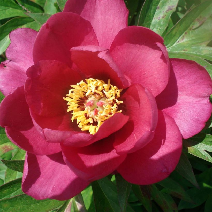 Paeonia Itoh Pink Ardour - Itoh-pioen (Bloei)