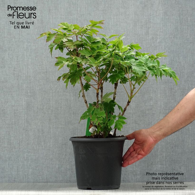 Exemplaar van Paeonia suffruticosa Luo Yang Hong - Boompioen Pot van 2 l/3 l zoals geleverd in de lente