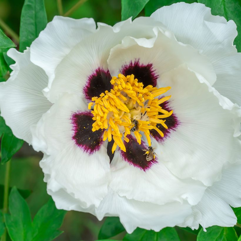 Paeonia ostii - Boompioen (Bloei)