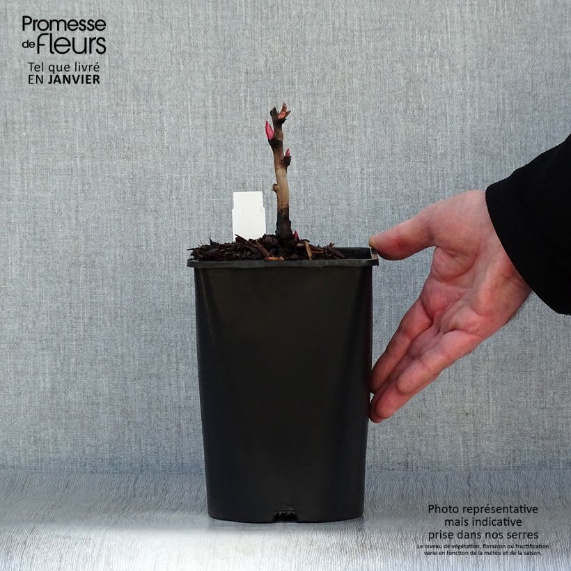 Exemplaar van Paeonia lutea Hai Huang - Boompioen Pot van 3 l/4 l zoals geleverd in de winter