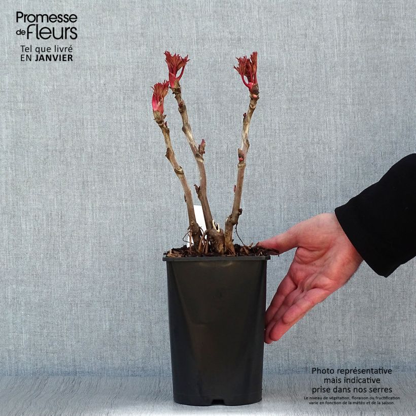 Exemplaar van Paeonia suffruticosa Lu He Hong - Boompioen Pot van 2 l/3 l zoals geleverd in de winter