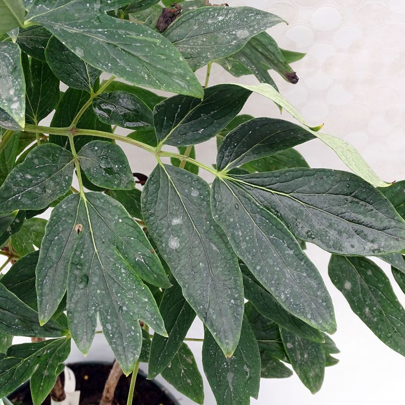 Paeonia suffruticosa 10 Lu Mu Ying Yu - Boompioen (Blad)