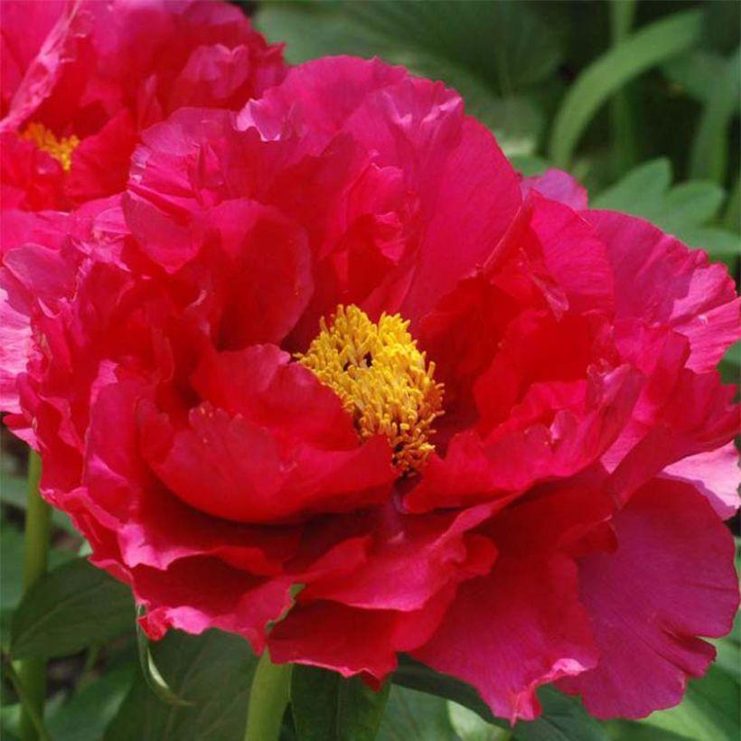 Paeonia suffruticosa 13 Ri Yue Jin - Boompioen (Bloei)