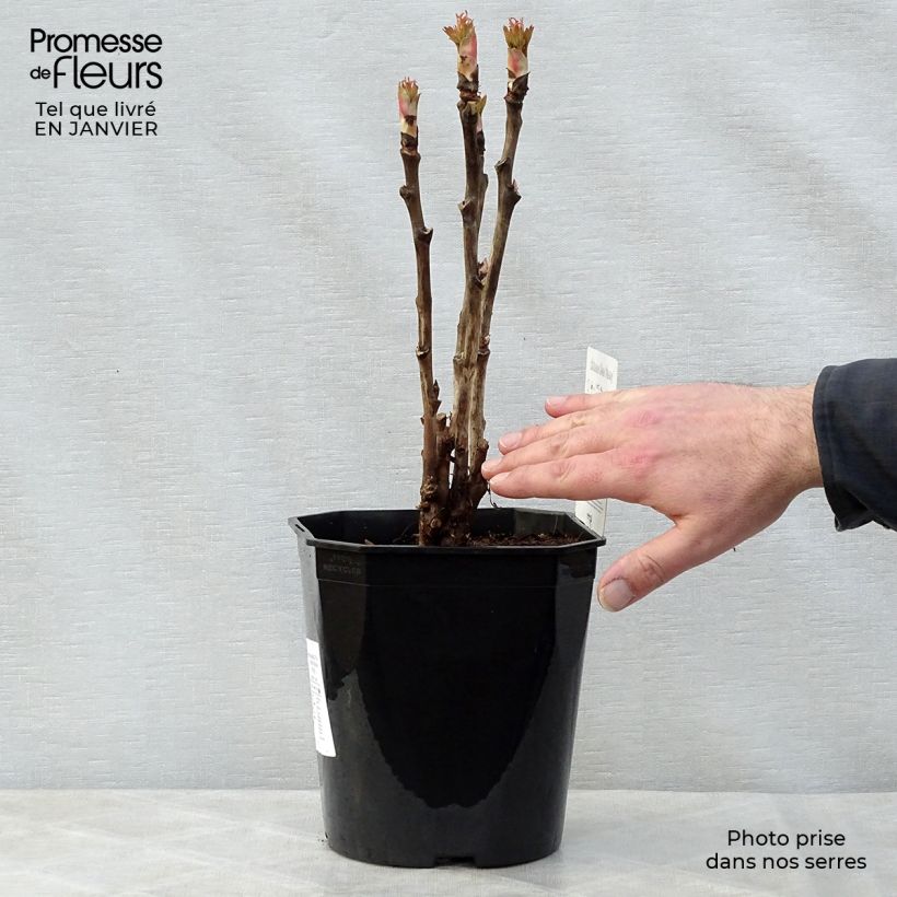 Exemplaar van Paeonia suffruticosa 13 Ri Yue Jin - Boompioen Pot van 4 l/5 l zoals geleverd in de winter