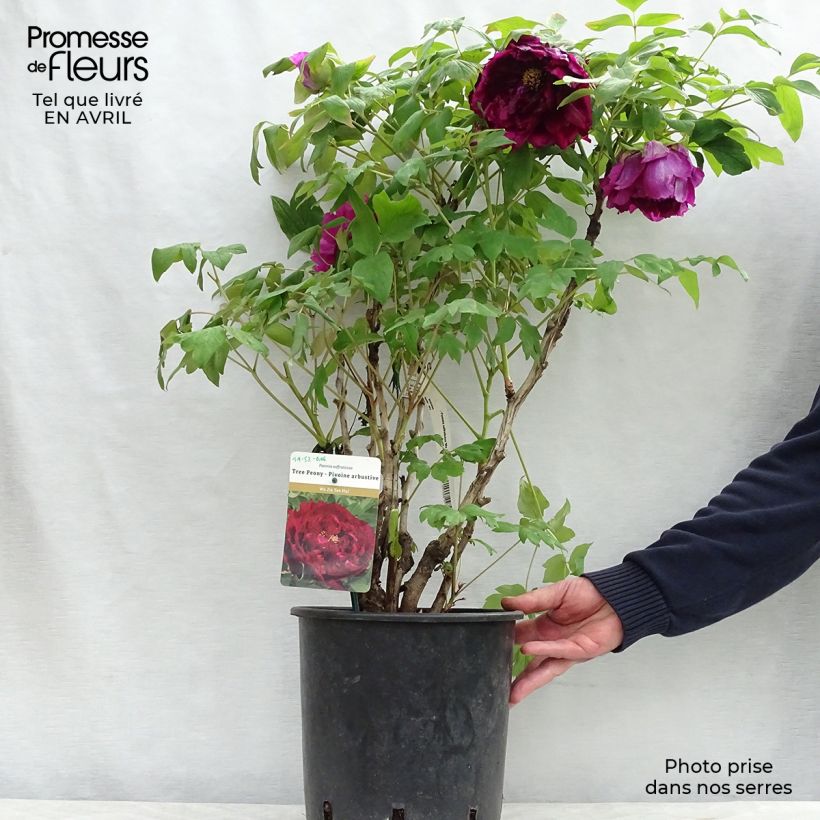 Exemplaar van Paeonia suffruticosa 15 Wu Jin Yao Hui - Boompioen Pot van 6 l/7 l zoals geleverd in de lente