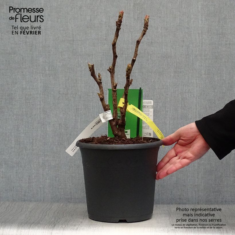Exemplaar van Paeonia suffruticosa 15 Wu Jin Yao Hui - Boompioen Pot van 6 l/7 l zoals geleverd in de winter