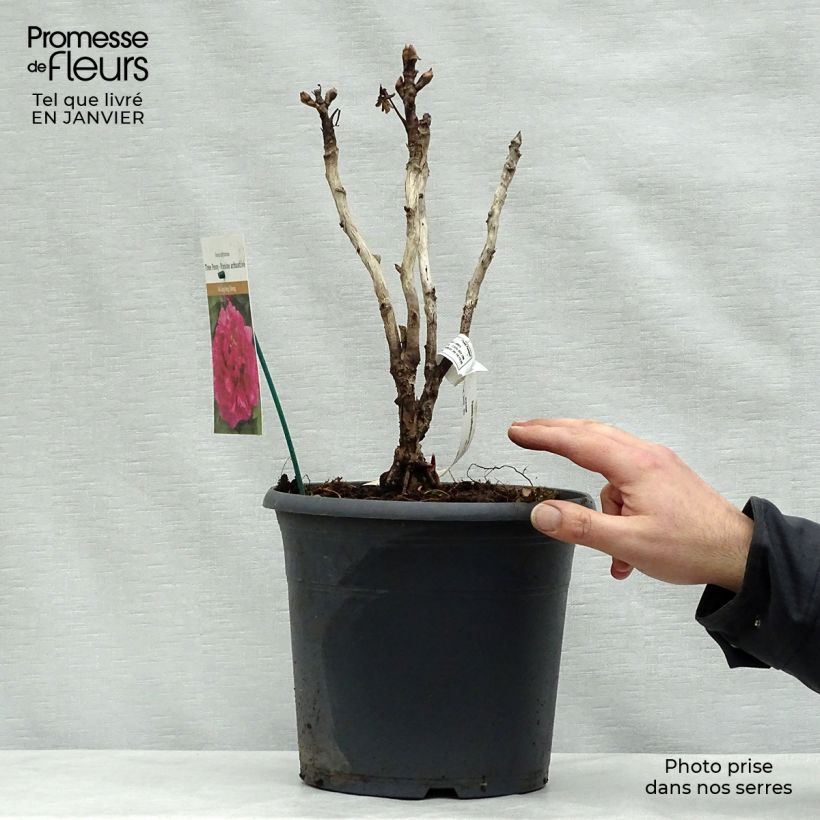 Exemplaar van Paeonia suffruticosa Wu Long Peng Sheng - Boompioen Pot van 6 l/7 l zoals geleverd in de winter