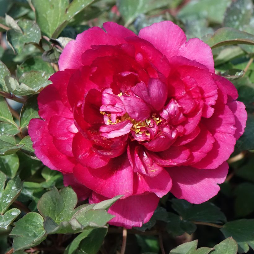 Paeonia suffruticosa Wu Long Peng Sheng - Boompioen (Bloei)