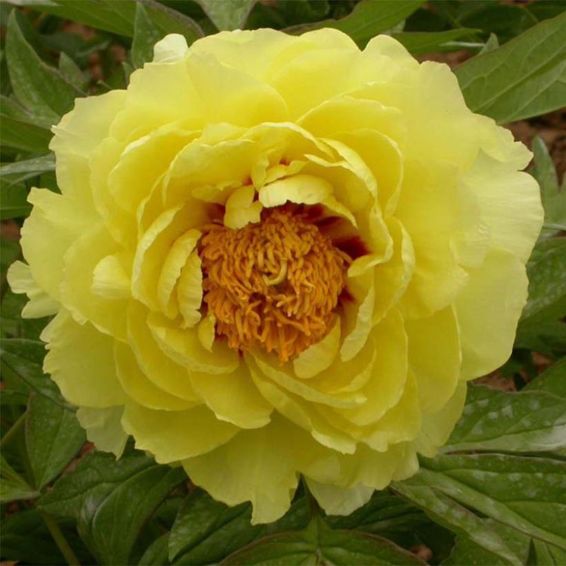 Paeonia lutea Hai Huang - Boompioen (Bloei)