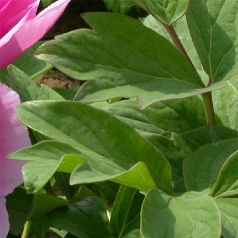 Paeonia suffruticosa Lu He Hong - Boompioen (Blad)
