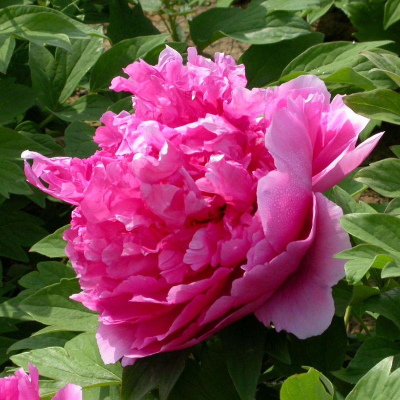 Paeonia suffruticosa Lu He Hong - Boompioen (Bloei)
