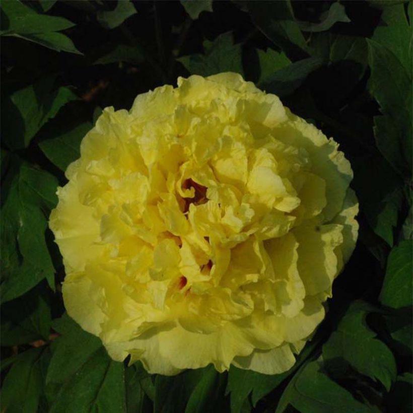 Paeonia lutea Alice Harding - Boompioen (Bloei)